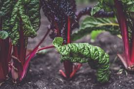 Swiss Chard